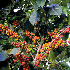 Filterkaffee RIO GRANDE