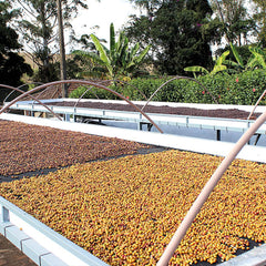 Filterkaffee RIO GRANDE